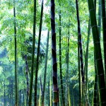 393-9337_IMG (2) アクセスページトップ　竹林風景